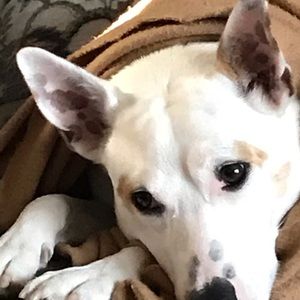 Meet your Posher, Paul